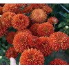 Саженец среднецветковой хризантемы Салютная (Оранжевая ): фото и описание