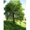 Саженцы дуба Черешчатый от 150 см -  5 шт.: фото и описание