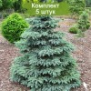 Саженцы Ели Голубая Глаука (Glauca) от 150 см -  5 шт.: фото и описание