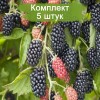 Саженцы ежевики Бжезина (Brzezina) -  5 шт.: фото и описание