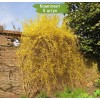 Саженцы форзиции Свисающая (Пониклая) -  5 шт.: фото и описание