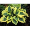 Саженцы хосты Свобода (Liberty) -  5 шт.: фото и описание