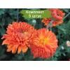 Саженцы среднецветковой хризантемы Пектораль  (Pectoral) (Оранжевая ) -  5 шт.: фото и описание