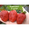Саженцы клубники Крапо 10 -  5 шт.: фото и описание