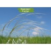 Саженцы ковыля Украинский -  5 шт.: фото и описание