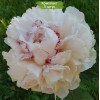 Саженцы пиона Rose Marie Lins (Роз Мари Линс ) -  5 шт.: фото и описание