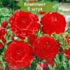 Клубни ранункулюса (Лютик ) Ред (Red) -  5 шт.: фото и описание