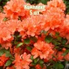 Саженцы Рододендрона Гейша Оранж (Geisha Orange) - 5 шт.: фото и описание