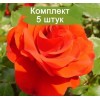 Саженцы штамбовой розы Ремембрэнс (Remembrance) -  5 шт.: фото и описание