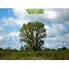 Саженцы тополя Чёрный (20-40 см) -  5 шт.: фото и описание