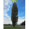 Саженцы тополя Пирамидальный (от 150 см) -  5 шт.: фото и описание