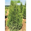 Туя Брабант (Brabant) от 150 см -  5 шт.: фото и описание