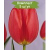 Луковицы тюльпана Парад (Parade) -  5 шт.: фото и описание