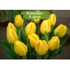 Луковицы тюльпана Стронг Голд (Strong Gold) -  5 шт.: фото и описание