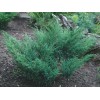 Саженец можжевельника Казацкий: фото и описание