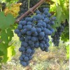 Саженец Винограда Карменер: фото и описание