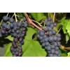 Саженец Винограда Варюшкин: фото и описание