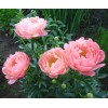 Саженец пиона Coral Charme (Корал чарм ): фото и описание